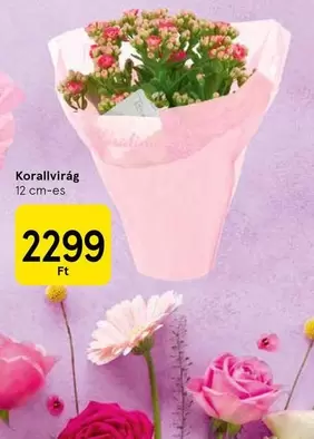 Korallvirág