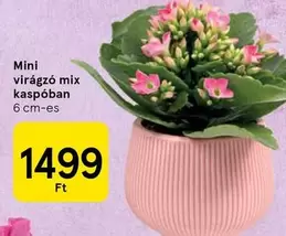 Mini virágzó mix kaspóban