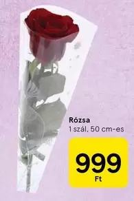 Rózsa