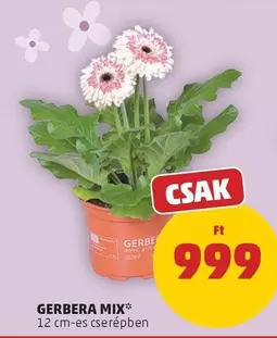 GERBERA MIX*