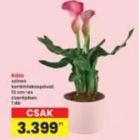 Kála cserepben