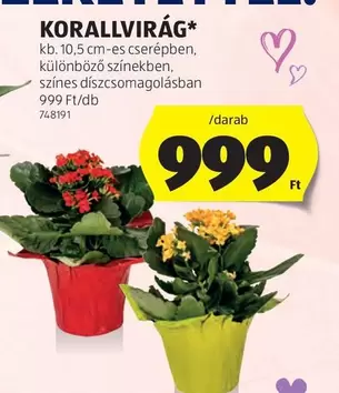 KORALLVIRÁG*