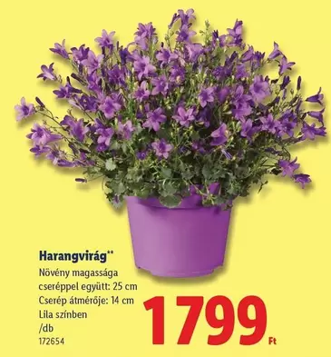 Harangvirág