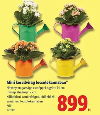 Mini korallvirág locsolókannában