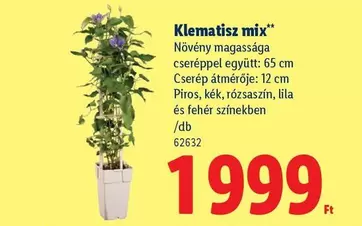 Klemátisz mix 62632