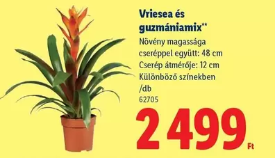 Vriesea és guzmaniamix