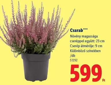Csarab plant