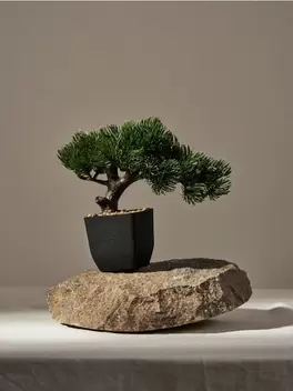 Bonsai fa cserépben