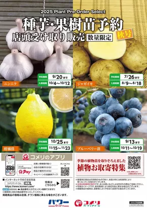 名寄市でのコメリのカタログ | 種芋・果樹苗予約　秋号 | 2025-08-27T00:00:00.000Z - 2025-10-25T00:00:00.000Z