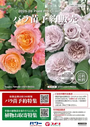 コメリのカタログ | バラ苗予約販売 | 2025-10-08T00:00:00.000Z - 2026-02-22T00:00:00.000Z