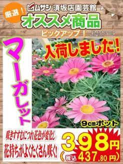 ホームセンタームサシのカタログ | 花苗入荷のご案内 | 2026-03-23T00:00:00.000Z - 2026-03-31T00:00:00.000Z