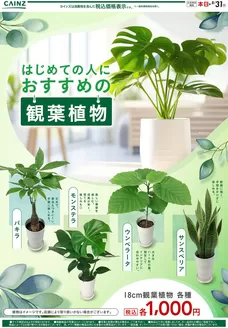 カインズホームのカタログ | 観葉植物 723号 | 2026-07-22T00:00:00.000Z - 2026-08-03T00:00:00.000Z