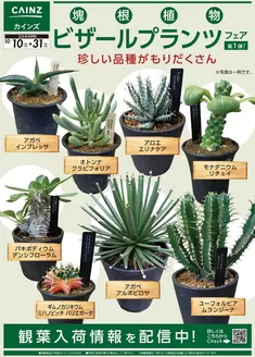 カインズホームのカタログ | 塊根植物フェア1010号 | 2026-10-09T00:00:00.000Z - 2026-10-31T00:00:00.000Z