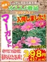 ホームセンタームサシのカタログ | 花苗入荷のご案内 | 2026-03-23T00:00:00.000Z - 2026-03-31T00:00:00.000Z