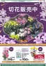 カインズホームのカタログ | 切花販売中 89号 | 2026-08-08T00:00:00.000Z - 2026-08-16T00:00:00.000Z