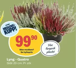 Lyng - Quatro