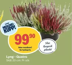Lyng - Quatro