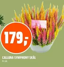 CALLUNA SYMPHONY SKÅL