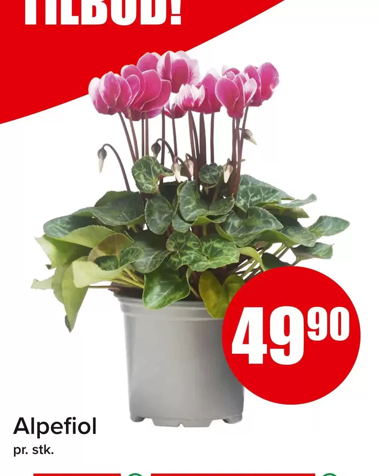 Alpefiol