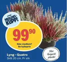 Lyng - Quatro