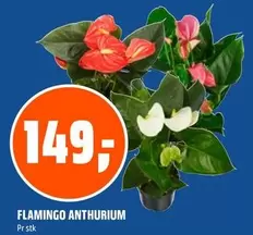 FLAMINGO ANTHURIUM
