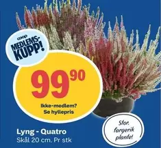Lyng - Quatro