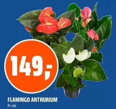 FLAMINGO ANTHURIUM