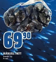 BLÅSKJELL I NETT