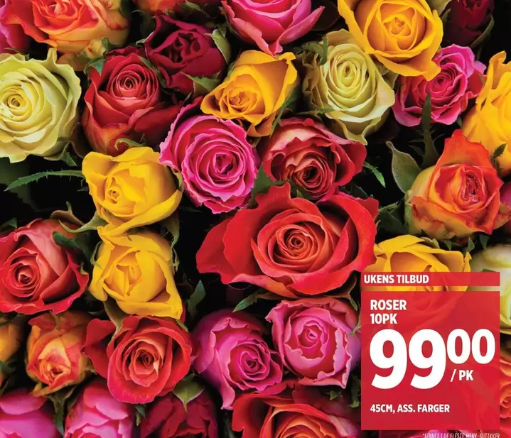 Roser - ROSER 10PK