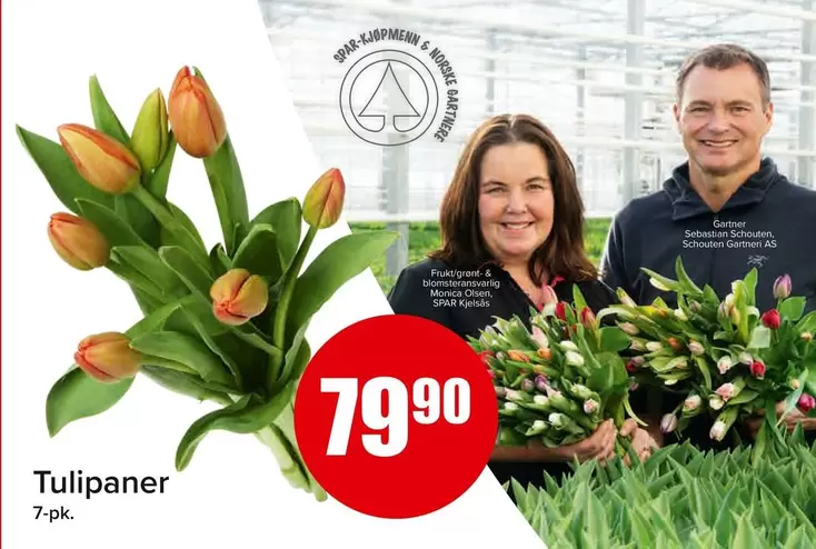 As - Tulipaner