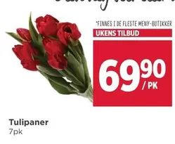 Tulipaner