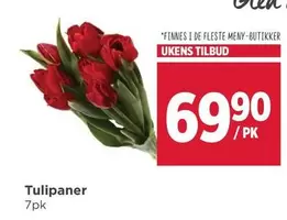 Tulipaner