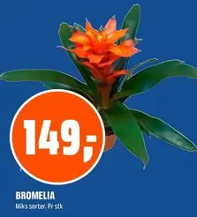 BROMELIA