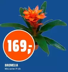 BROMELIA