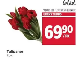Tulipaner