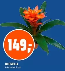 BROMELIA