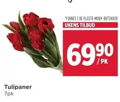 Tulipaner