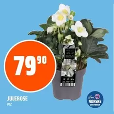 JULEROSE