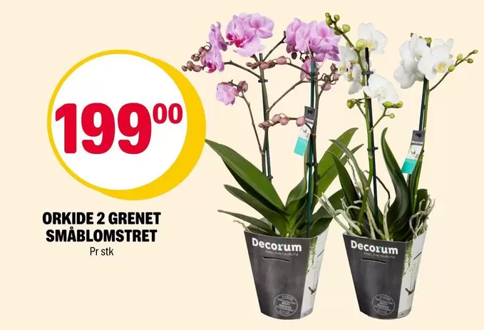 ORKIDE 2 GRENET SMÅBLOMSTRET
