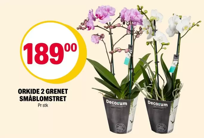 ORKIDE 2 GRENET SMÅBLOMSTRET