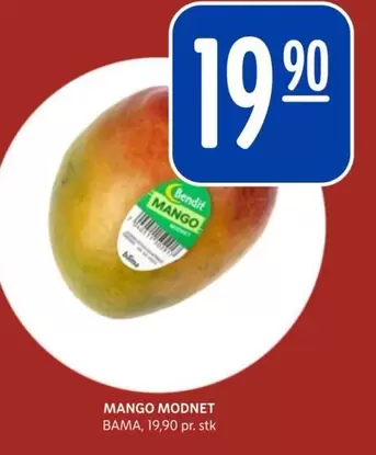 Bama - MANGO MODNET