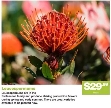 Family - Leucospermums