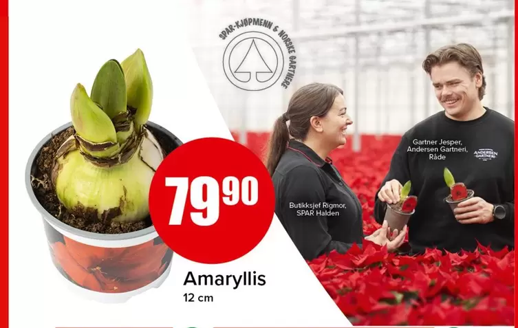 Amaryllis