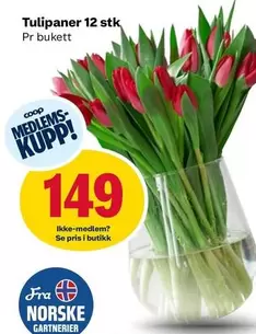 Tulipaner 12 stk
