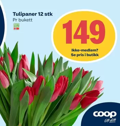 Tulipaner 12 stk