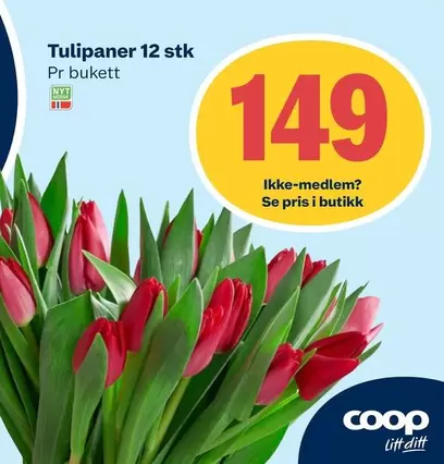 Tulipaner 12 stk