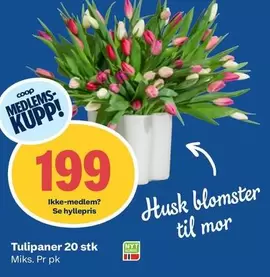 Tulipaner 20 stk