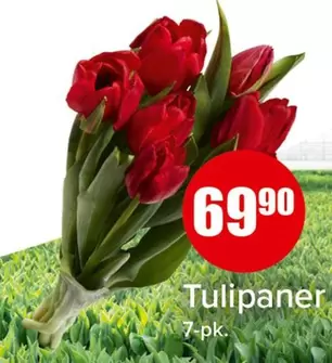 Tulipaner