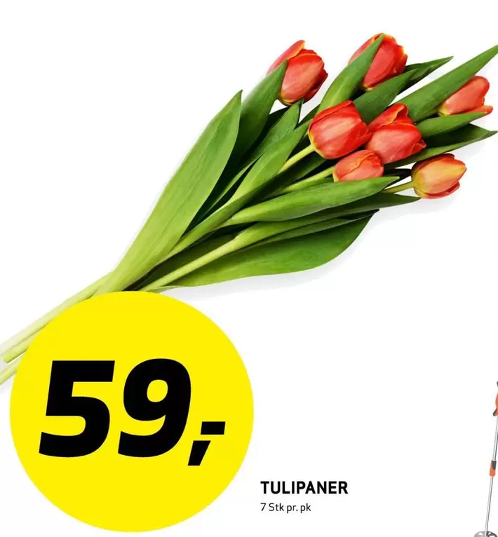 TULIPANER