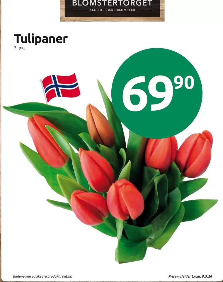 Tulpaner